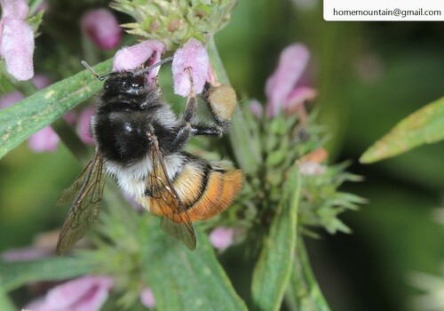 Fiery-bodied Bumble Bee