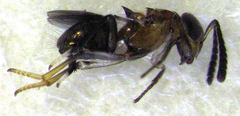 Encyrtus aurantii
