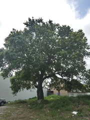 Quercus oleoides