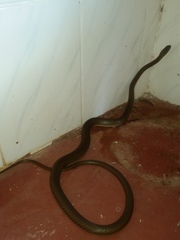 Psammophis mossambicus