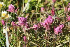 Castilleja raupii