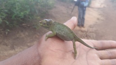 Kinyongia multituberculata