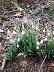 Galanthus plicatus