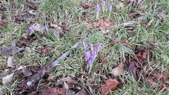 Crocus