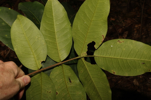 Image of Flindersia bennettii by (c) Greg Tasney, some rights reserved (CC BY-SA)