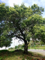 Quercus oleoides