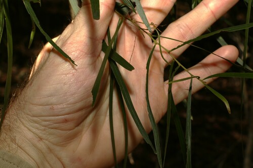 Image of Acacia longissima by (c) Greg Tasney, some rights reserved (CC BY-SA)