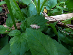 Cnaphalocrocis limbalis