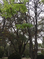 Aesculus hippocastanum