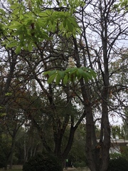 Aesculus hippocastanum