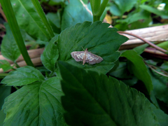 Cnaphalocrocis limbalis