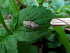 Cnaphalocrocis limbalis