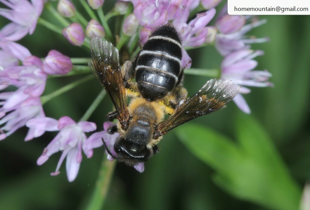 Andrena fagopyri