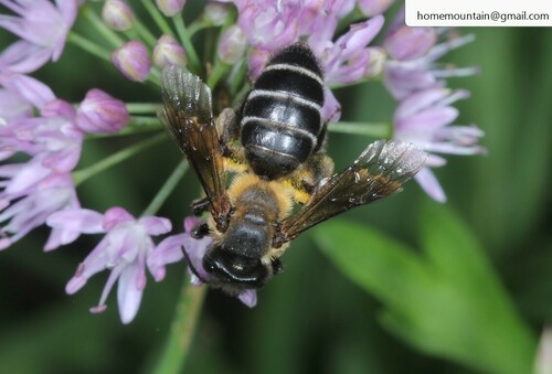 Andrena fagopyri