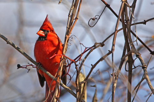 Northern Cardinal photographed in Rhode Island