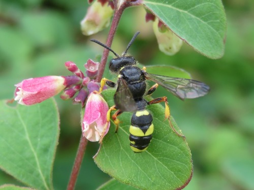 Ornate-tailed Digger Wasp, Segbroek, Den Haag, Nederland, photo 10 of 10