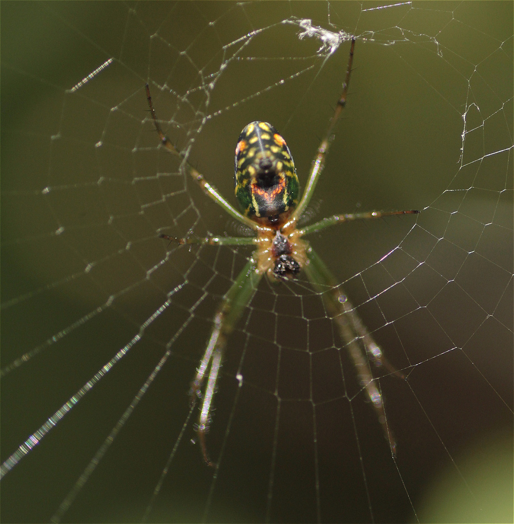 longjawed orb weavers