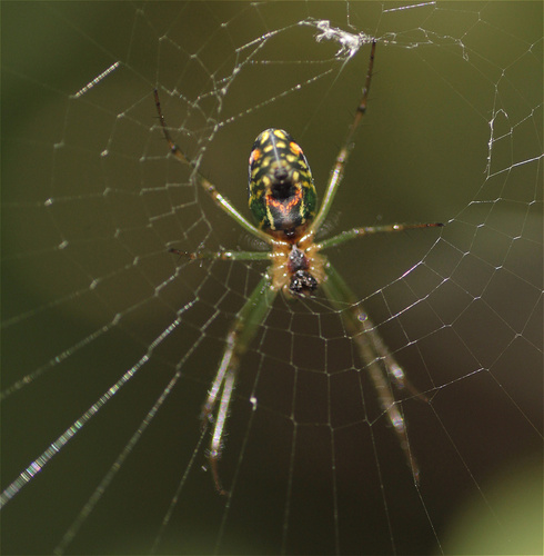 Leucauge mariana