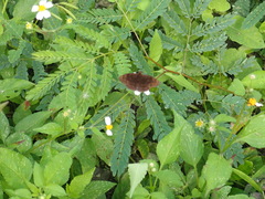 Pellicia dimidiata dimidiata