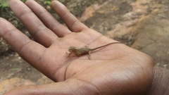 Kinyongia multituberculata