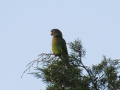 Thectocercus acuticaudatus