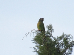 Thectocercus acuticaudatus