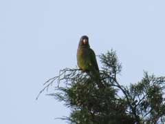 Thectocercus acuticaudatus