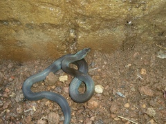 Boaedon fuliginosus