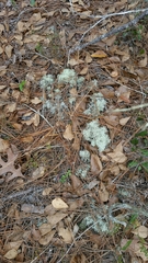 Cladonia evansii