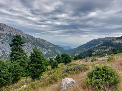 Greek fir (Abies cephalonica)