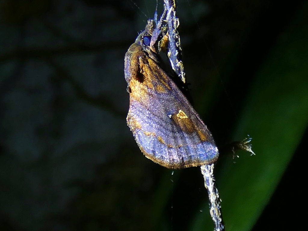 Eugatha