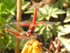 Brachythemis lacustris