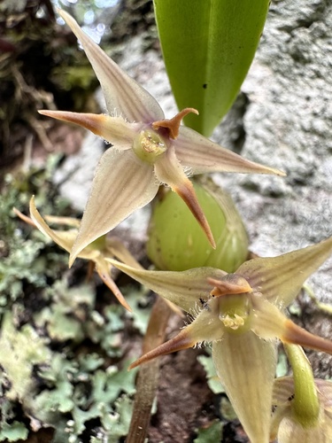 Bifurcatoflorens Orchid