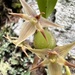 Bulbophyllum bifurcatoflorens - Photo (c) buggi, some rights reserved (CC BY-NC)
