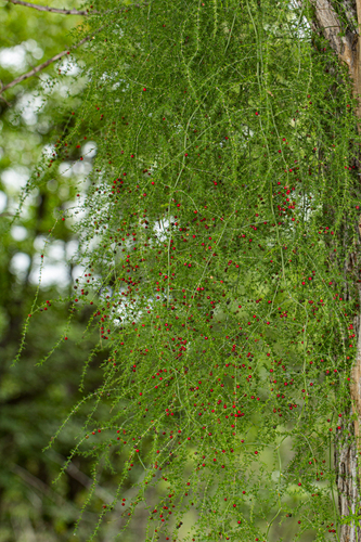 Asparagus africanus image