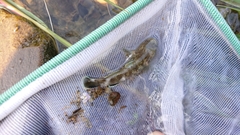 Rhinogobius rubromaculatus