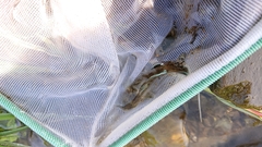 Rhinogobius rubromaculatus