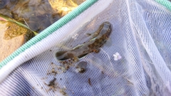 Rhinogobius rubromaculatus