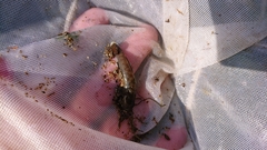 Rhinogobius rubromaculatus