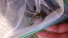 Rhinogobius rubromaculatus