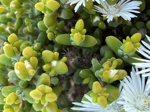 Image of Drosanthemopsis diversifolia by (c) Charleen Brunke, some rights reserved (CC BY)