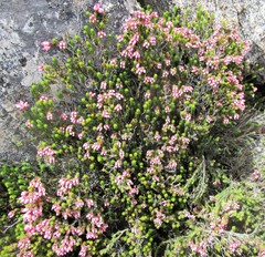 Erica lignosa