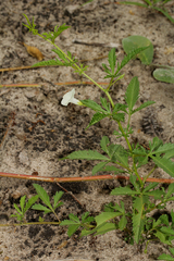 Ipomoea coptica image