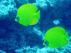 Chaetodon semilarvatus