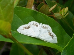 Scopula purata