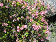 Erica lignosa