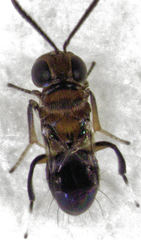 Encyrtus aurantii
