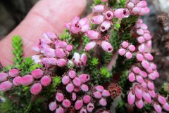Erica lignosa