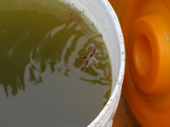 Xenocatantops brachycerus