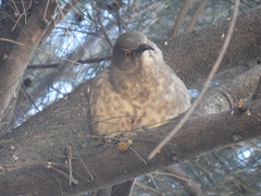 Toxostoma curvirostre